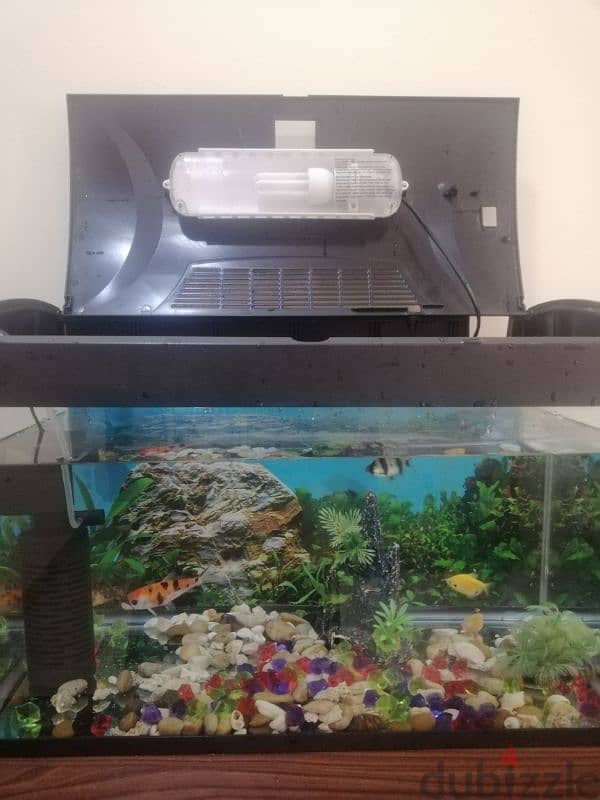 fish aquarium with filter and 4 fishes with decoration & like a light 1