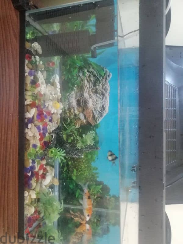 fish aquarium with filter and 4 fishes with decoration & like a light 3