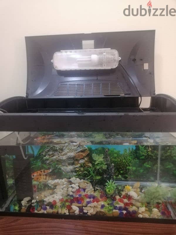 fish aquarium with filter and 4 fishes with decoration & like a light 4