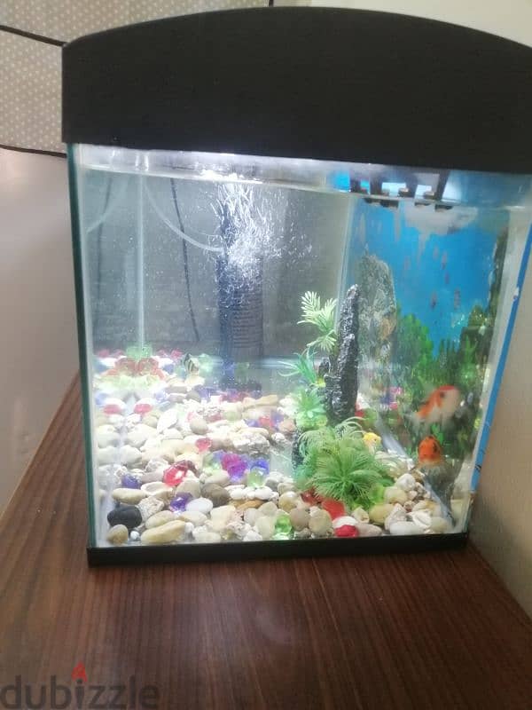 fish aquarium with filter and 4 fishes with decoration & like a light 5