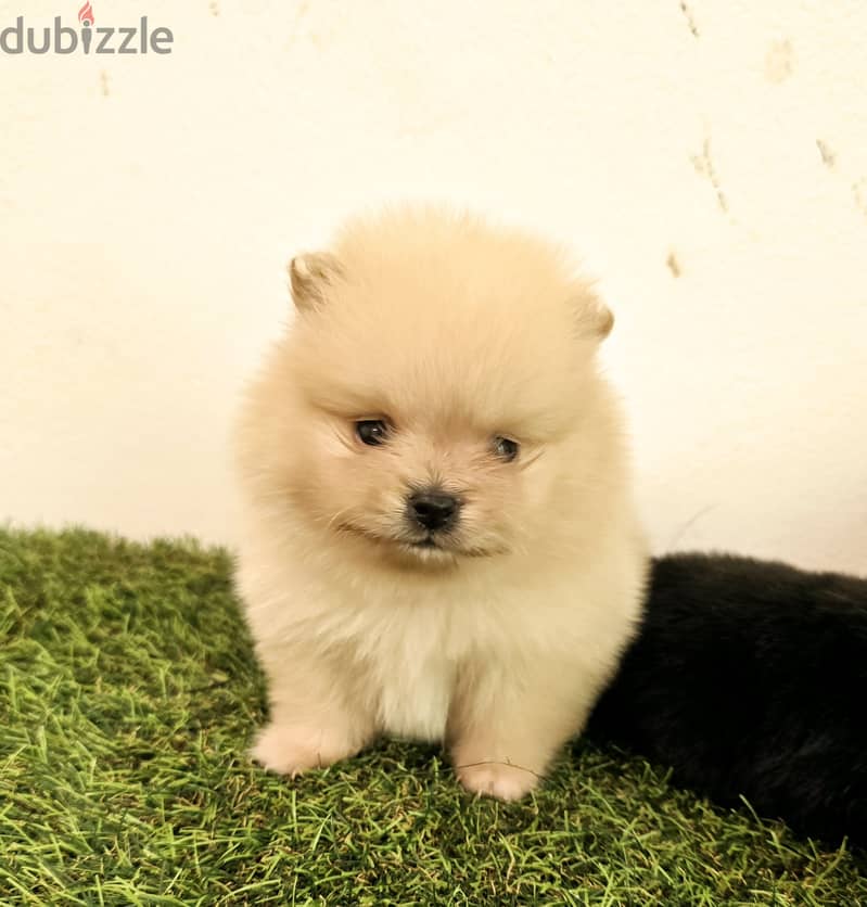 Pomeranian 0