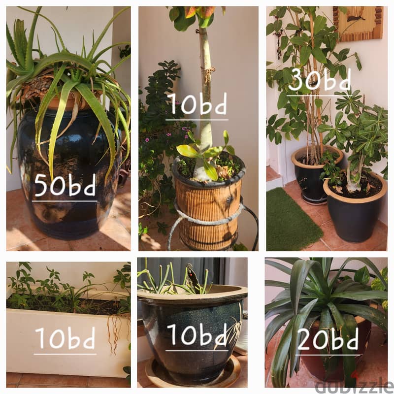 Ceramic and big plastic pots with plants 0