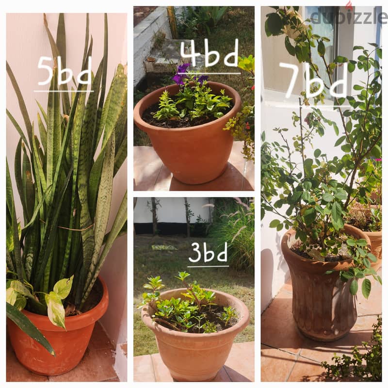 Ceramic and big plastic pots with plants 1