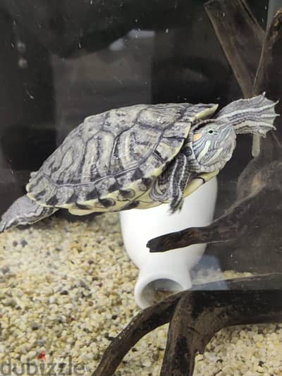 2yr old female turtle