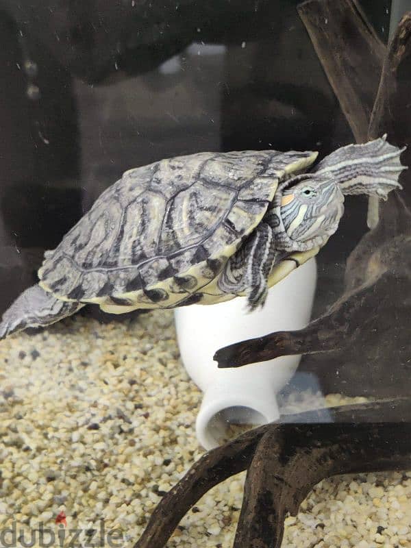 2yr old female turtle 0