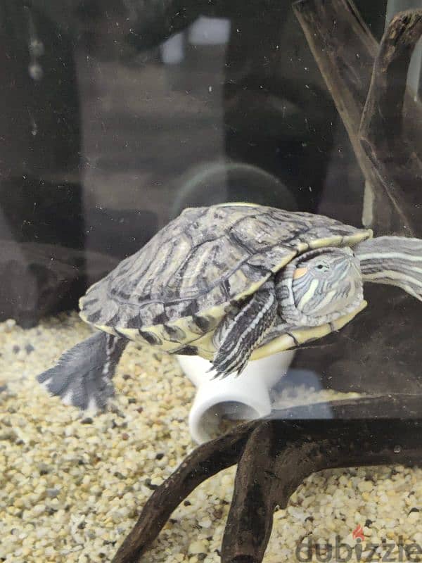 2yr old female turtle 2