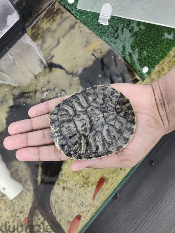 2yr old female turtle 4