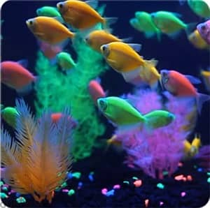 سمك تيترا الملون جامبو _  Glofish- Tetra colored