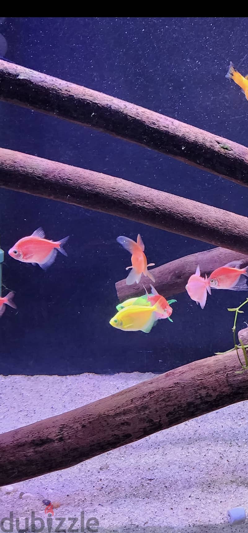 سمك تيترا الملون جامبو _  Glofish- Tetra colored 1