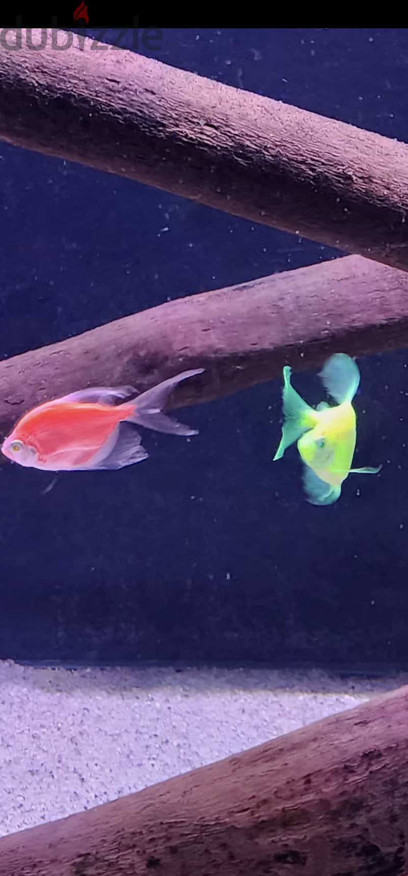 سمك تيترا الملون جامبو _  Glofish- Tetra colored 2