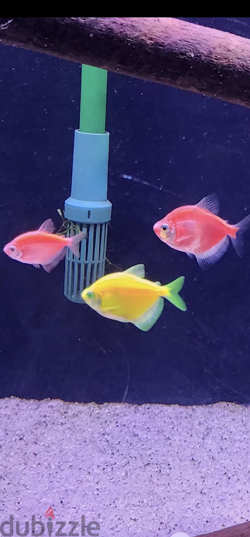 سمك تيترا الملون جامبو _  Glofish- Tetra colored 3