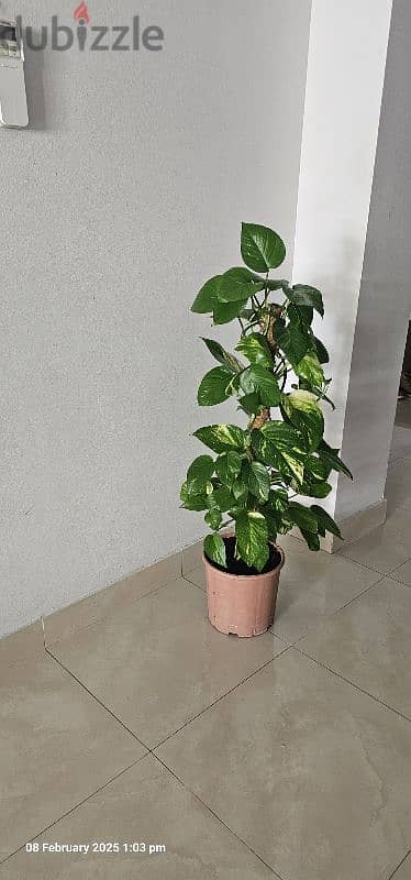 Money Plant