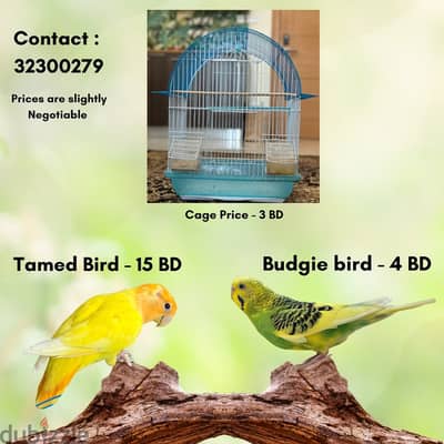 Tamed birds & Budgie Bird for Sale With cage