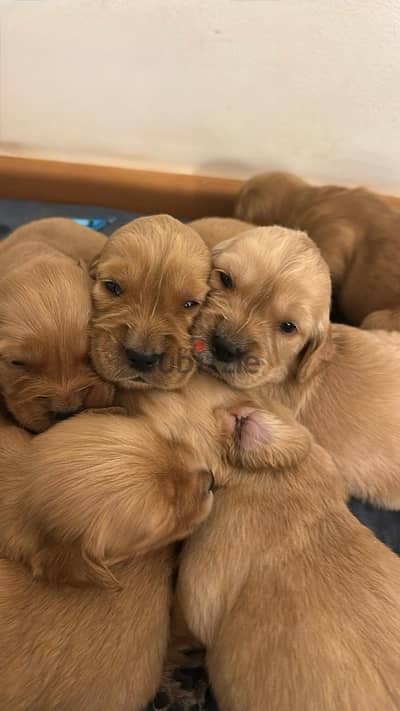 Golden Retreiver puppies