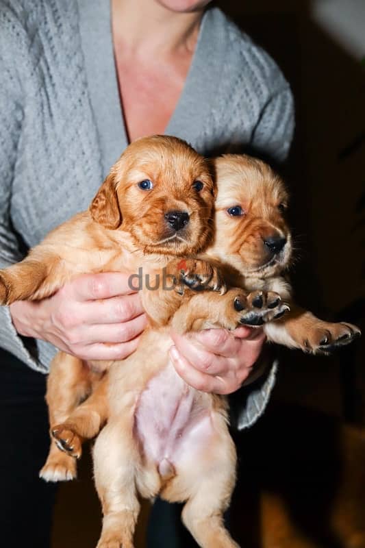 Golden Retreiver puppies 1