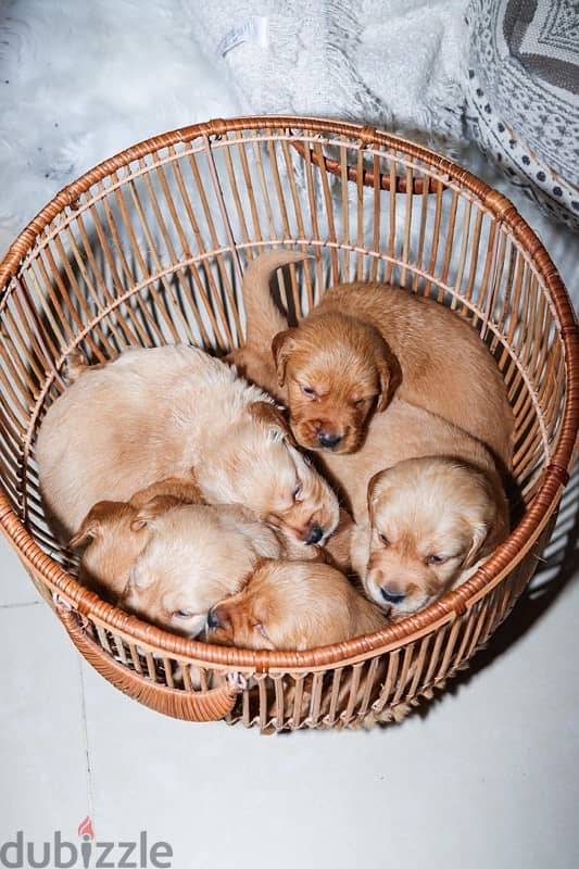 Golden Retreiver puppies 2