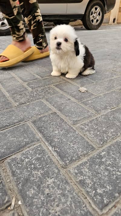 Shihtzu 2 Month Old