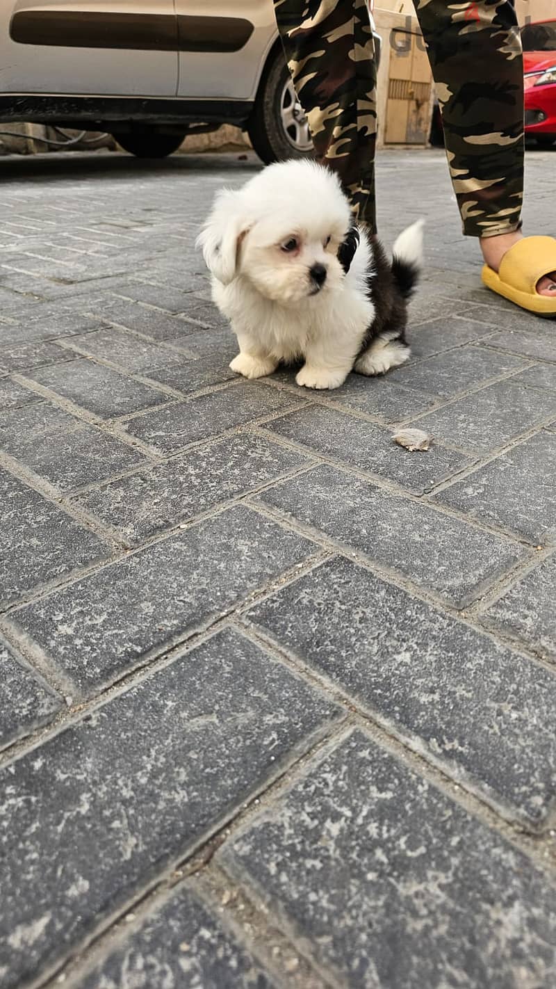 Shihtzu 2 Month Old 2