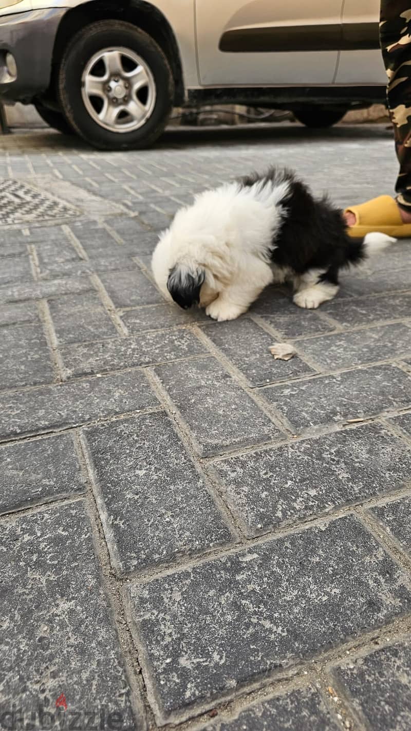 Shihtzu 2 Month Old 3