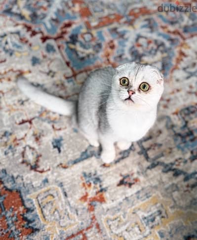 Scottish fold kitten (female)