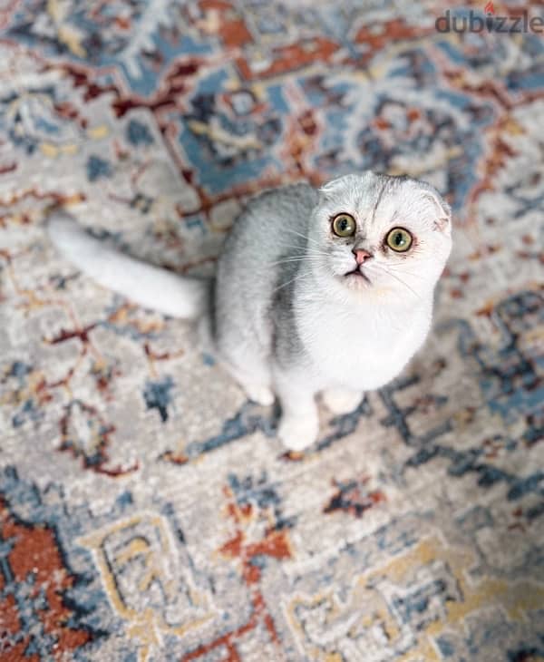 Scottish fold kitten (female) 0