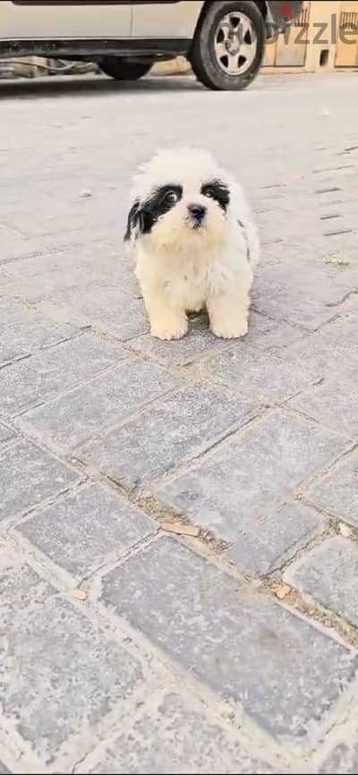 2 months Old Shihtzu