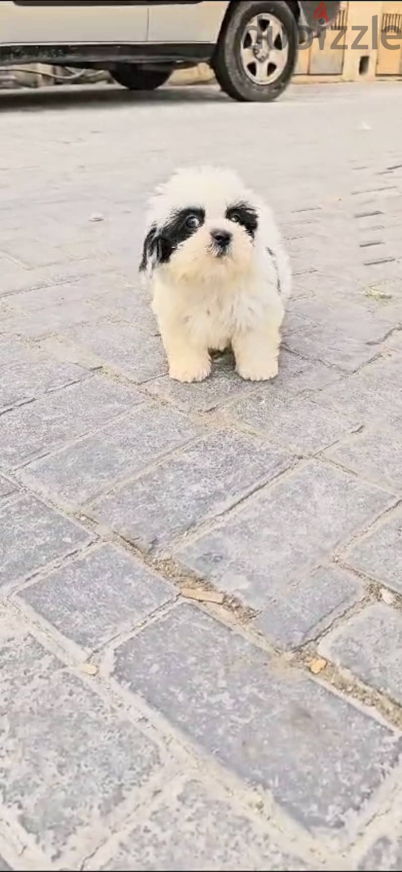 2 months Old Shihtzu 0