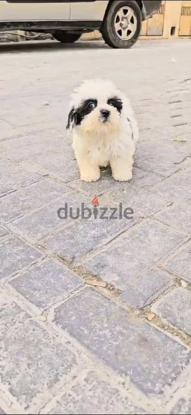 2 months Old Shihtzu 1