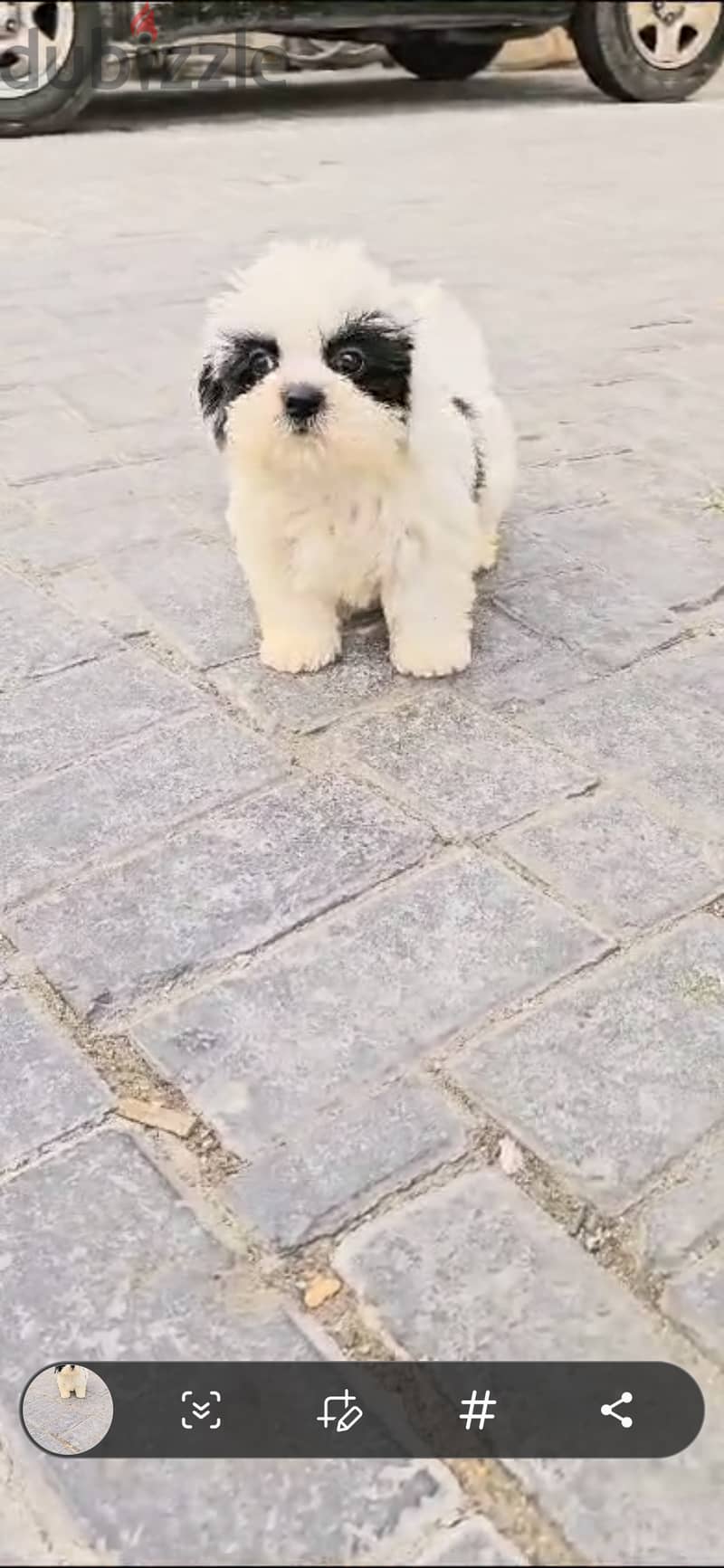 2 months Old Shihtzu 2