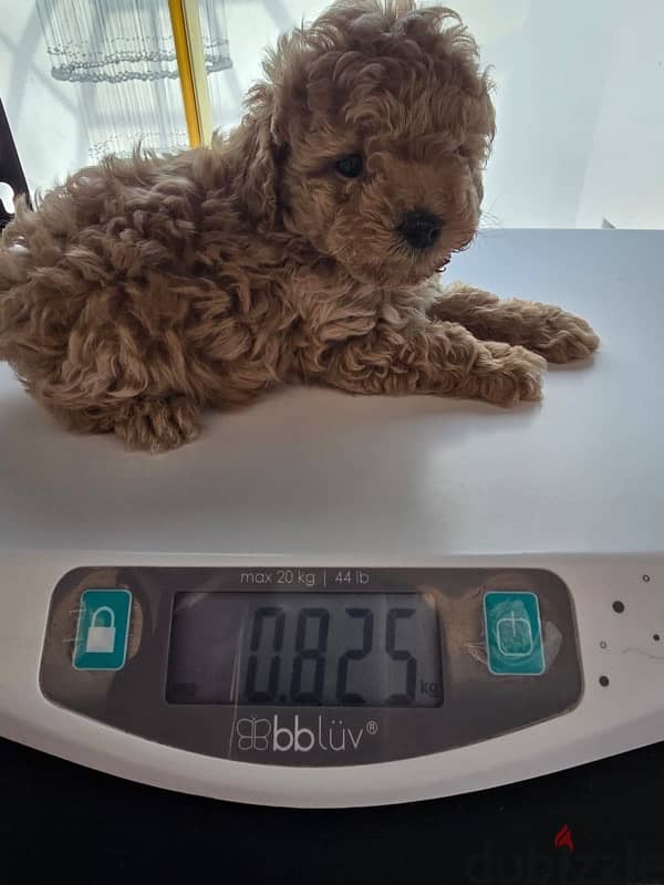 Adorable male Poodle 1.5 month old 2