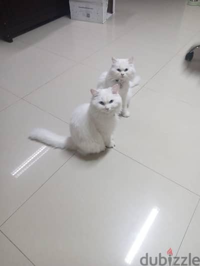 Cats for adoption