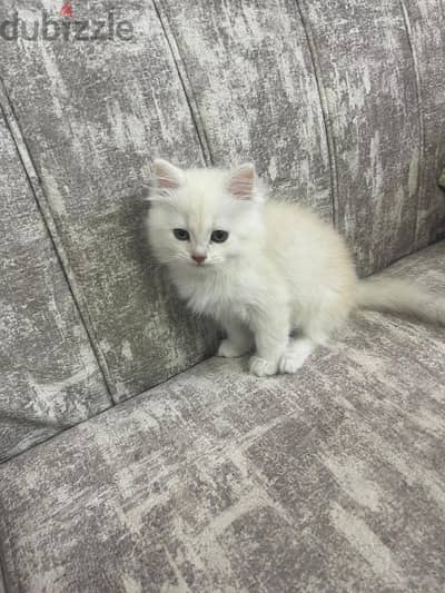 pure cute persion cats for sale