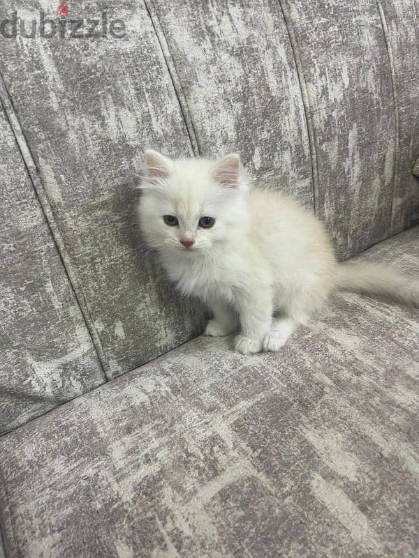 pure cute persion cats for sale 0