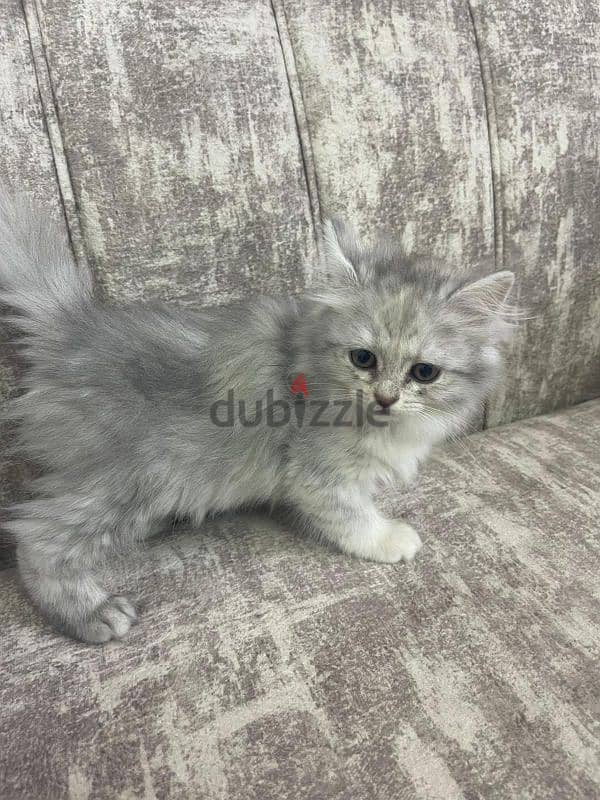 pure cute persion cats for sale 1