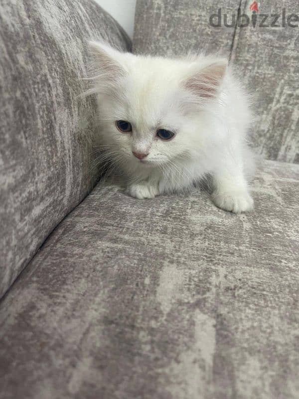 pure cute persion cats for sale 2