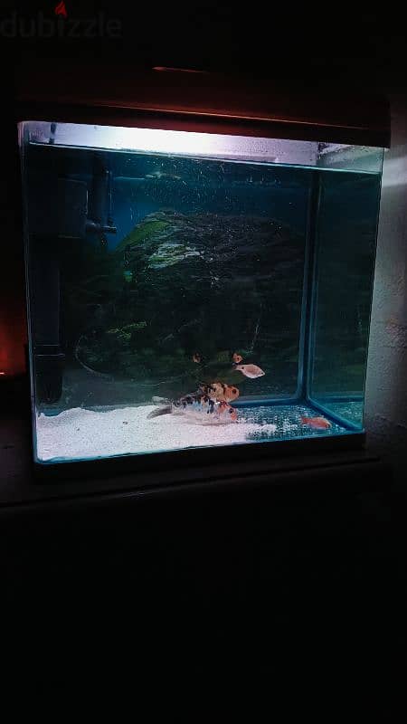 Fish tank with fishes 3