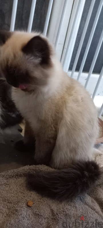 himalaya kitten  call 36460046 3