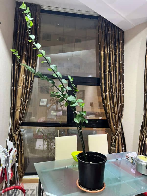 Indoor plants for sale 1