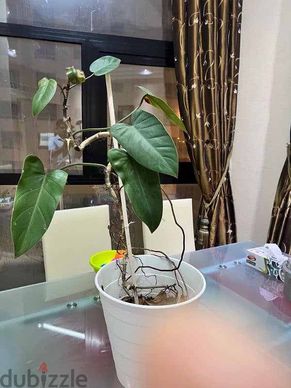 Indoor plants for sale 2