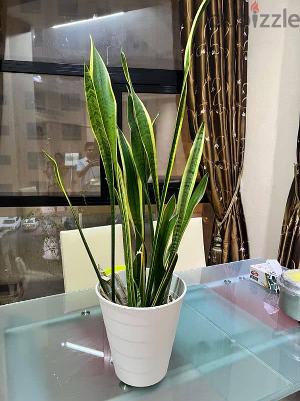 Indoor plants for sale 3