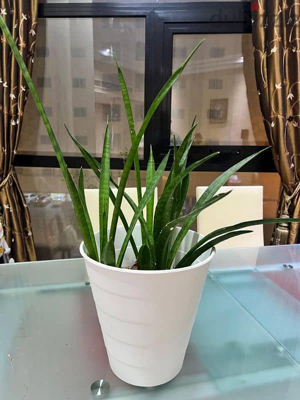 Indoor plants for sale 4