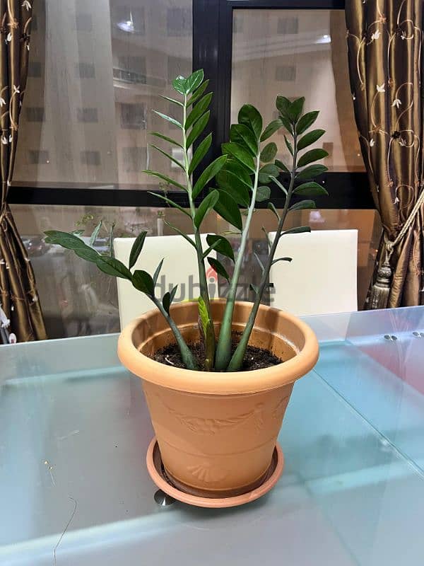 Indoor plants for sale 5