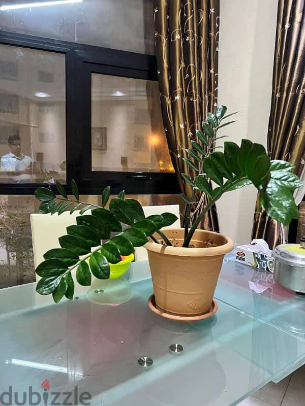 Indoor plants for sale 6