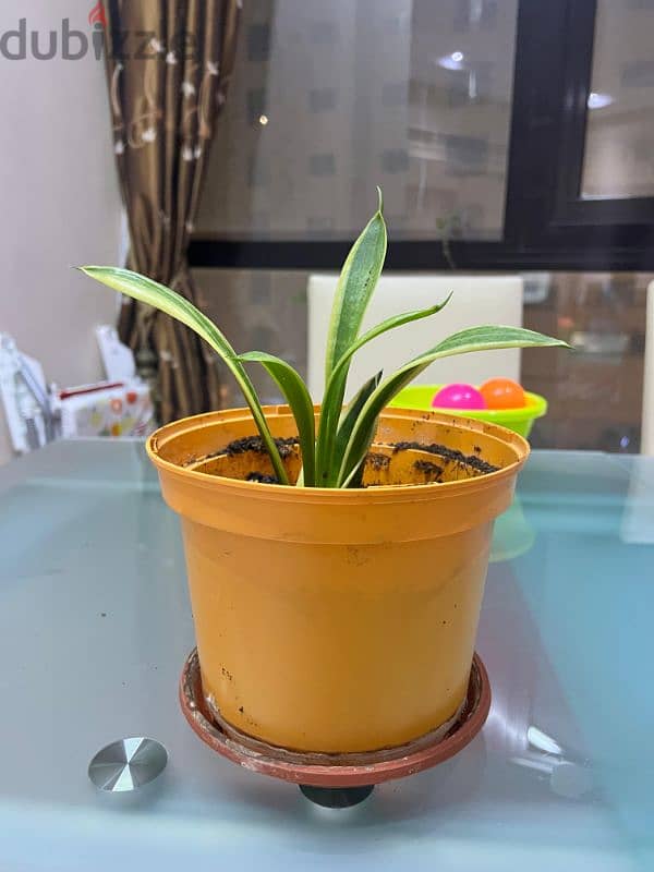 Indoor plants for sale 9