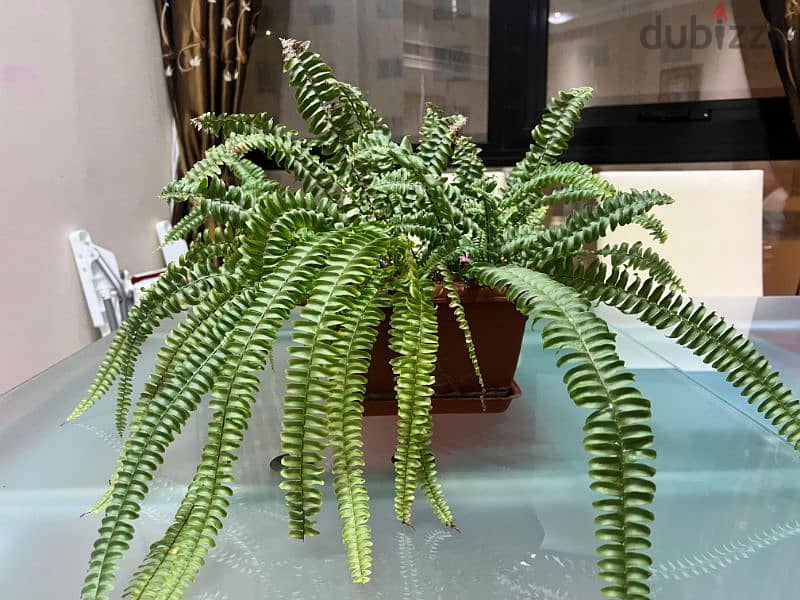 Indoor plants for sale 10