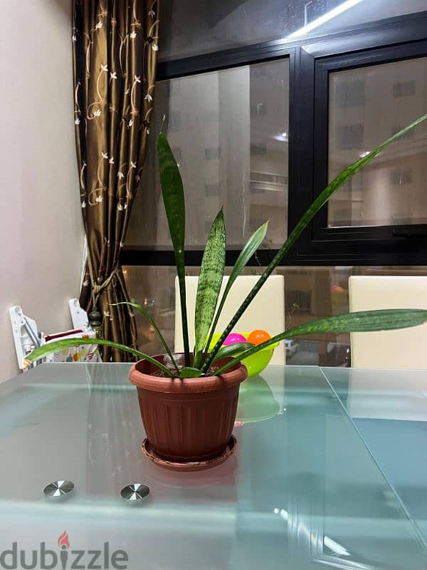 Indoor plants for sale 11