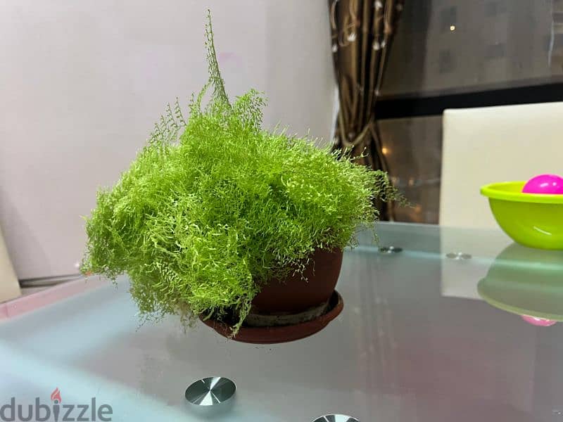 Indoor plants for sale 12