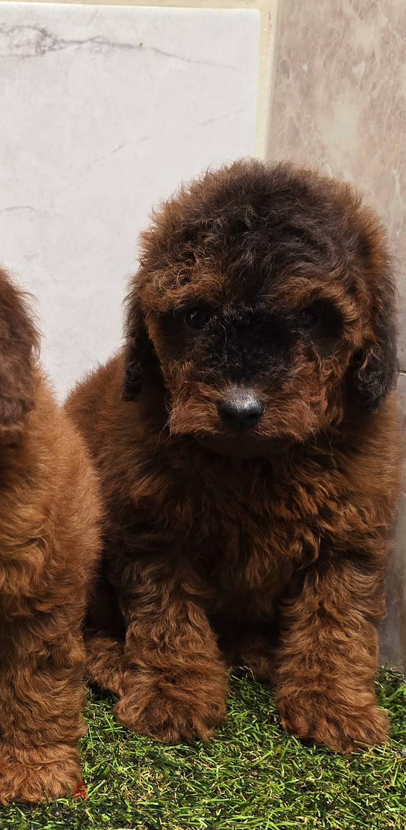 Mini toy poodle and pomeranian,shitzu,yorki 2