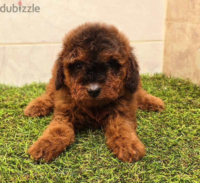 Mini toy poodle and pomeranian,shitzu,yorki 4