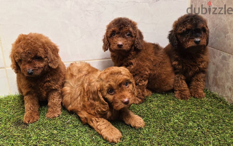 Mini toy poodle and pomeranian,shitzu,yorki 5